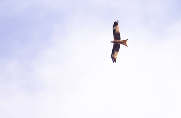 Rotmilan (Foto: Fred Gruber)