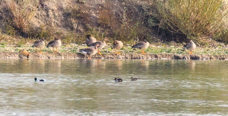 Tundrasaatgänse Kiesabbaugebiet Mamming (Foto: Norbert Geisberger).