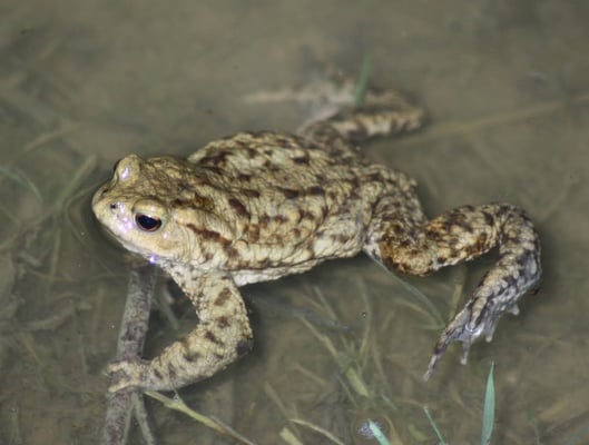 Erdkröte, im zeitigen Frühjahr im Laichgewässer