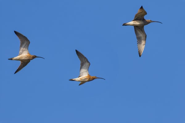 Ankunft der Brachvögel im Königsauer Moos (Foto: Norbert Geisberger)
