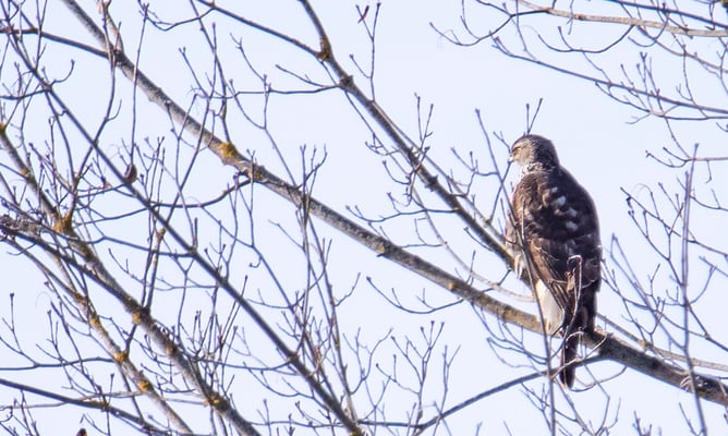 Sperber (Foto: Fred Gruber)