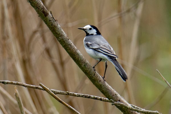 Bachstelze (Foto: Fred Gruber)