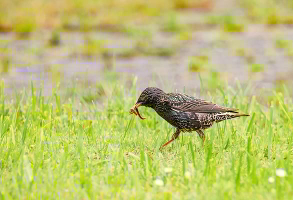 Star bei der Brutfürsorge (Foto: Fred Gruber)