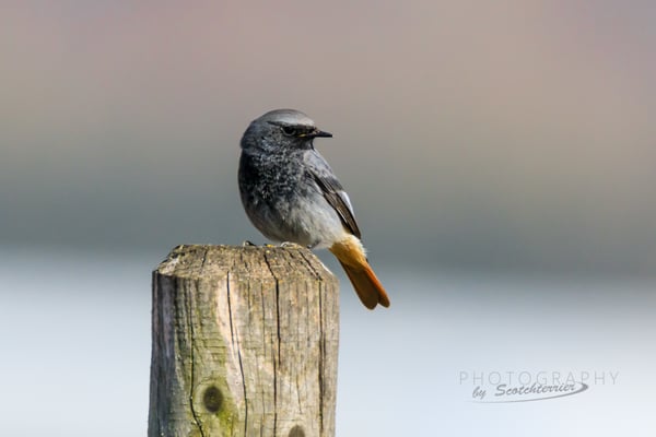 Hausrotschwanz im Königsauer Moos angekommen. Foto Norbert Geisberger