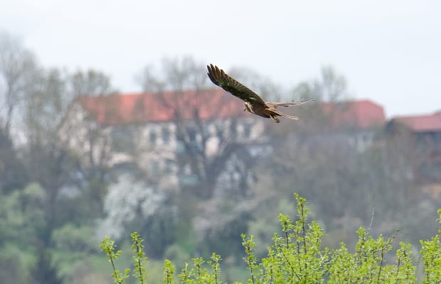 Rohrweihe (w) (Foto: Fred Gruber)