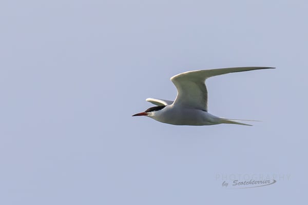 Flussseeschwalbe (Foto: Norbert Geisberger)