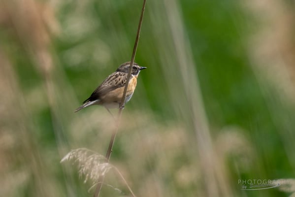 Braunkehlchen (Fotograf: Norbert Geisberger)