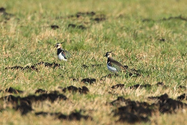 Kiebitz mit flüggem Jungvogel.