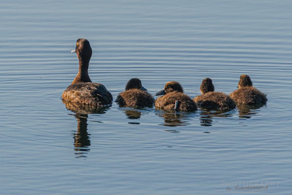 und eine Reiherente mit Nachwuchs (Foto: Norbert Geisberger)