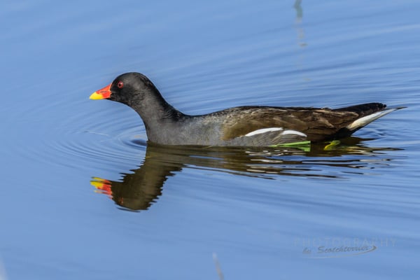 Teichhuhn am Vilstalsee (Foto: Norbert Geisberger).