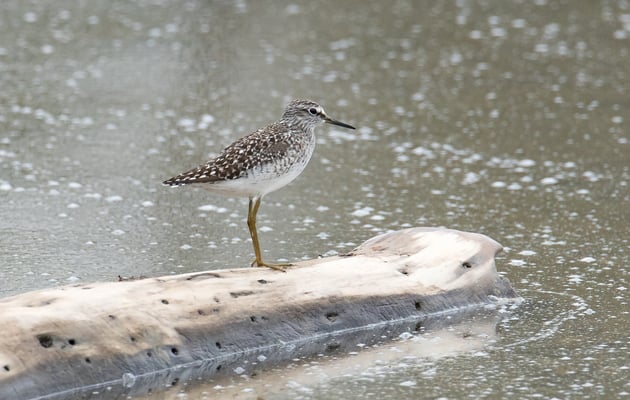 Bruchwasserläufer am Vilstalsee (Foto: Fred Gruber) 