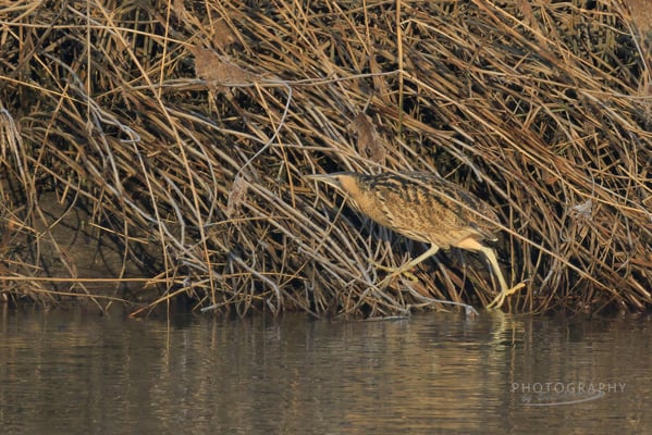 Rohrdommel am Dingolfinger Stausee (Foto: Norbert Geisberger)