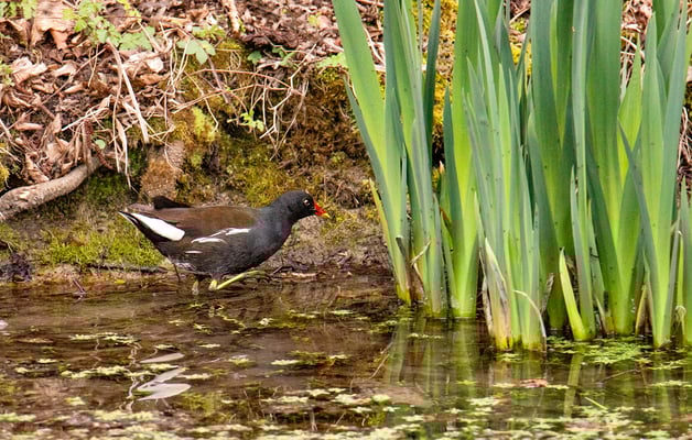 Teichhuhn (Foto: Fred Gruber)