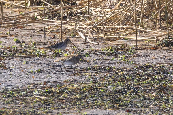 Bekassinen Stausee Dingolfing (Foto: Norbert Geisberger)