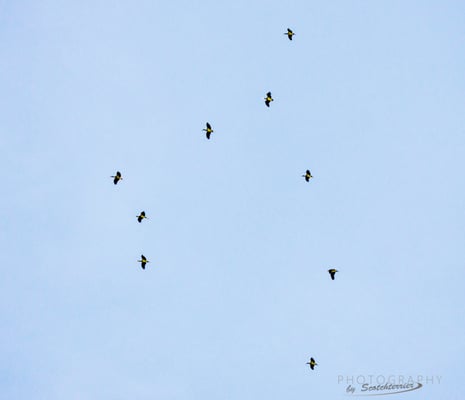 Ziehende Schwarzstörche bei Gottfrieding (Foto: Norbert Geisberger)