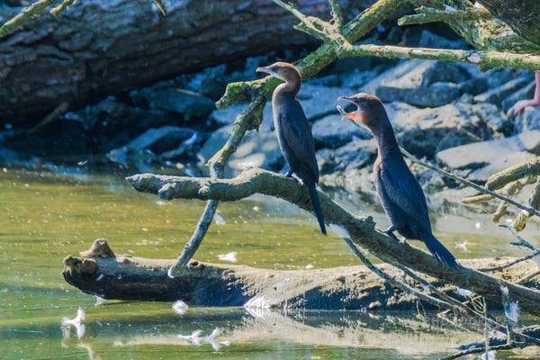 Zwergscharben (Foto: Norbert Geisberger)
