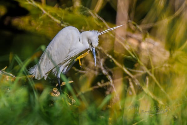 Seidenreiher  (Foto: Norbert Geisberger)