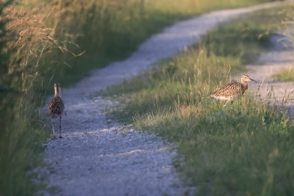 2 Jungvögel des Großen Brachvogels im Königsauer Moos (Foto: Joachim Aschenbrenner)