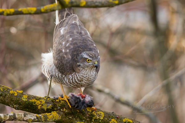 Sperber (weibl.), (Foto: Norbert Geisberger)
