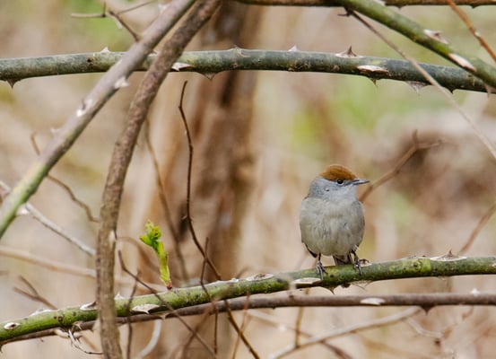 21.04.2021: Am Kraftwerk Gottfrieding konnte Fred Gruber 4 Mönchsgrasmücken beobachten (Foto: Fred Gruber weibl. Mönchsgrasmücke)). 