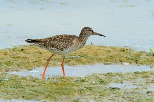 Rotschenkel (Foto: Norbert Geisberger)