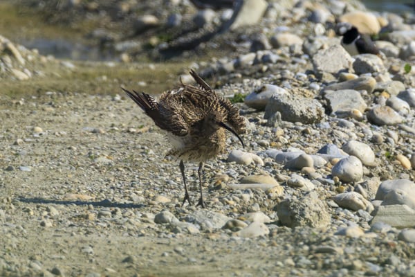 Großer Brachvogel nach dem Baden (Foto: Norbert Geisberger)