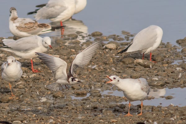 Trauerseeschwalbe ins Schlichtkleid mausernd, behauptet sich unter Lachmöwen (Foto: Norbert Geisberger)