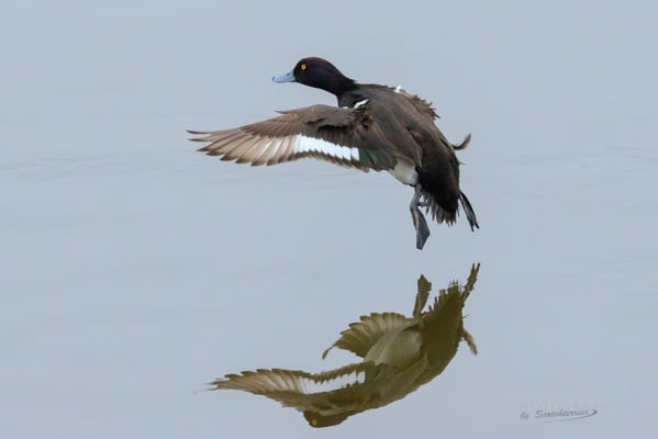 Reiherente landend (Vilstalsee, Foto: Norbert Geisberger) 