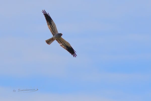 Wiesenweihe (männlich) bei Töding (Foto: Norbert Geisberger)