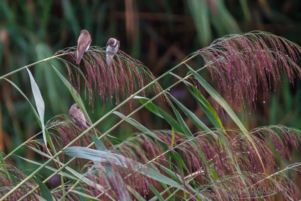Uferschwalben am Dingolfinger Stausee (Foto: Norbert Geisberger)