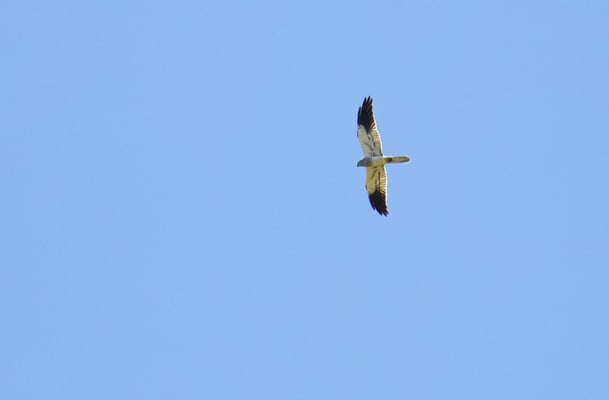 Wiesenweihe (männlich) im Überflug bei Töding (Foto: Fred Gruber, 15.06.2022)