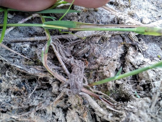 Junge Kreuzkröte, perfekt getarnt und nahezu unsichtbar