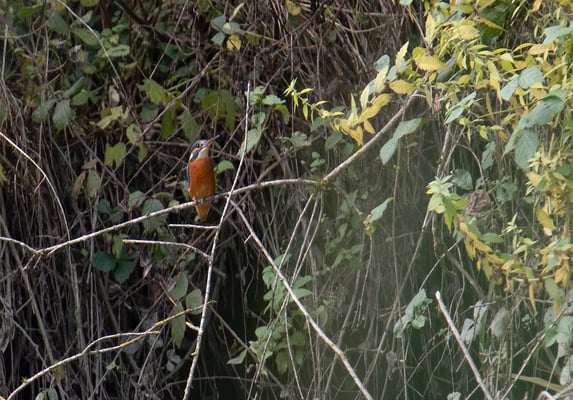 Vilstalsee: Weiblicher Eisvogel (Foto: Fred Gruber)