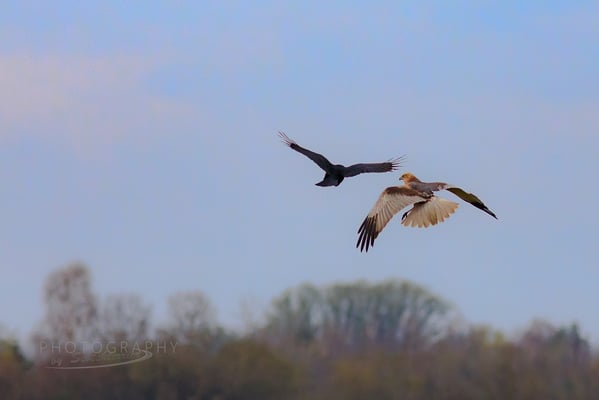 Rohrweihe greift Rabenkrähe im Rimbacher Moos an (Foto: Norbert Geisberger)