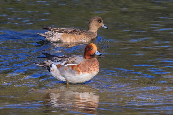 Pfeifenten (oben Jungvogel) Dingolfnger Stausee (Foto: Norbert Geisberger).