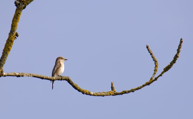 Grauschnäpper, Vilstalsee (Foto: Fred Gruber)