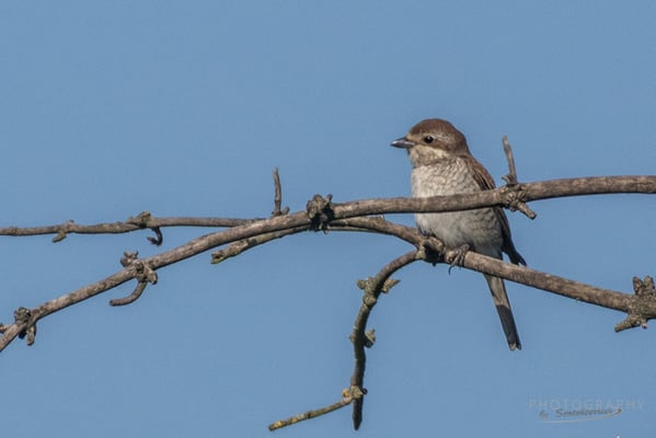 Neuntöter (weibl.) (Fotograf: Norbert Geisberger)