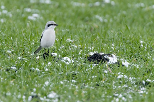 Raubwürger (Foto: Norbert Geisberger)
