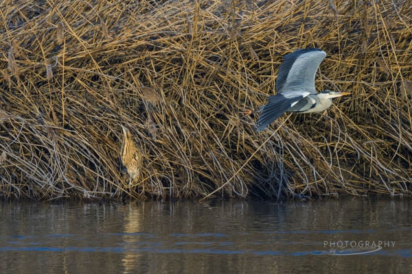 Rohrdommel mit Graureiher (Foto: Norbert Geisberger)