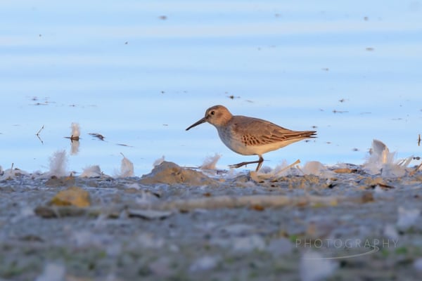 Alpenstrandläufer ins Winterkleid mausernd (Foto: Norbert Geisberger)