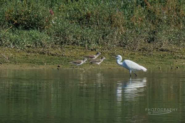 3 Grünschenkel und ein Seidenreiher (Foto: Norbert Geisberger)