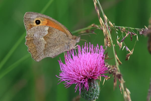 Großes Ochsenauge, (Maniola jurtina). (Foto: Joachim Aschenbrenner)