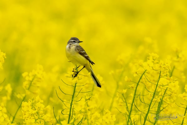 Wiesenschafstelze (Fotograf: Norbert Geisberger)