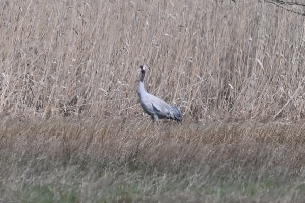 08. April, Kranich am Vilstalsee (Foto: Dr. Siegfried Lechner).
