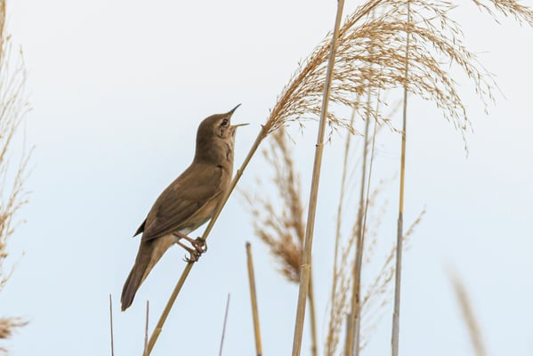 Rohrschwirl (Foto: Norbert Geisberger)