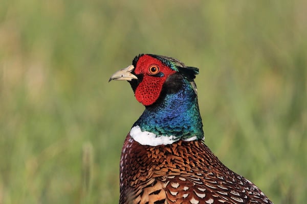 Fremde Schönheit (Foto: Joachim Aschenbrenner).
