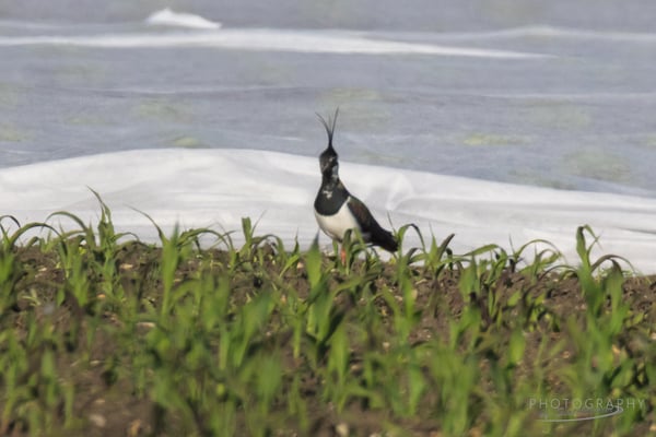 Kiebitz bei Moosfürth (Foto: Norbert Geisberger)