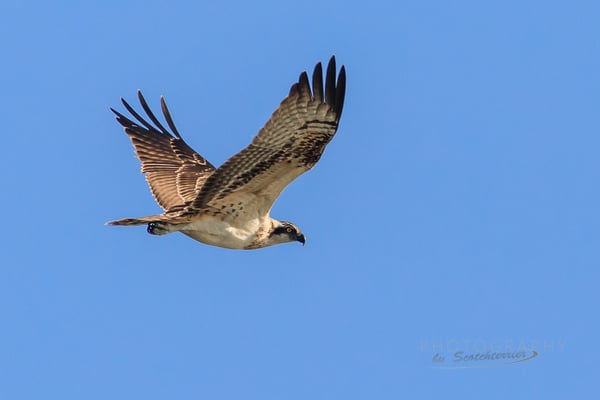 Fischadler im Kiesabbaugebiet Mamming (Foto: Norbert Geisberger)