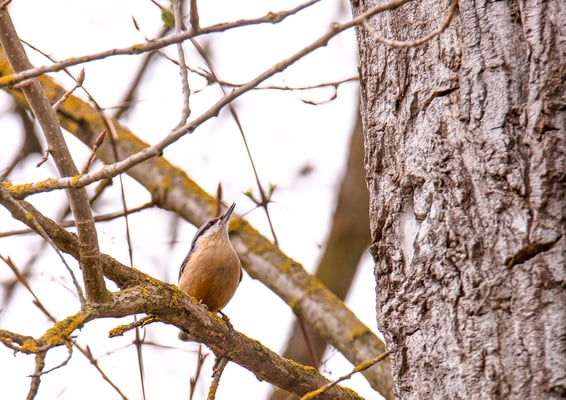 Kleiber (Foto: Fred Gruber)
