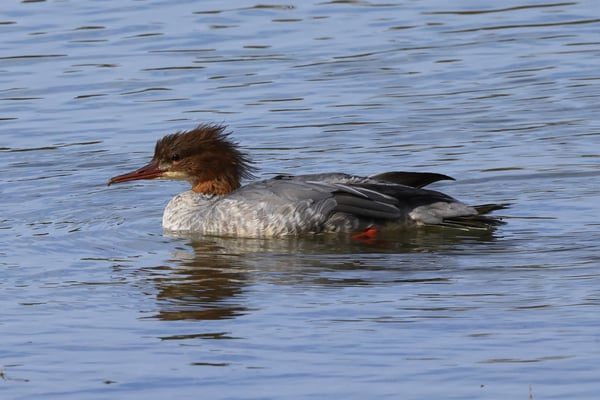 Gänsesäger (Foto: Joachim Aschenbrenner)